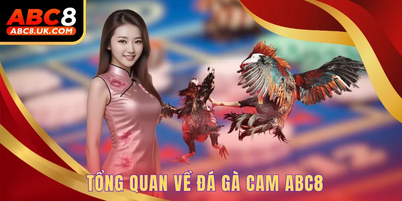 Đá Gà Cam - Thả Ga Thưởng Thức Các Trận Đấu Gay Cấn 1 Tổng quan về đá gà Cam ABC8